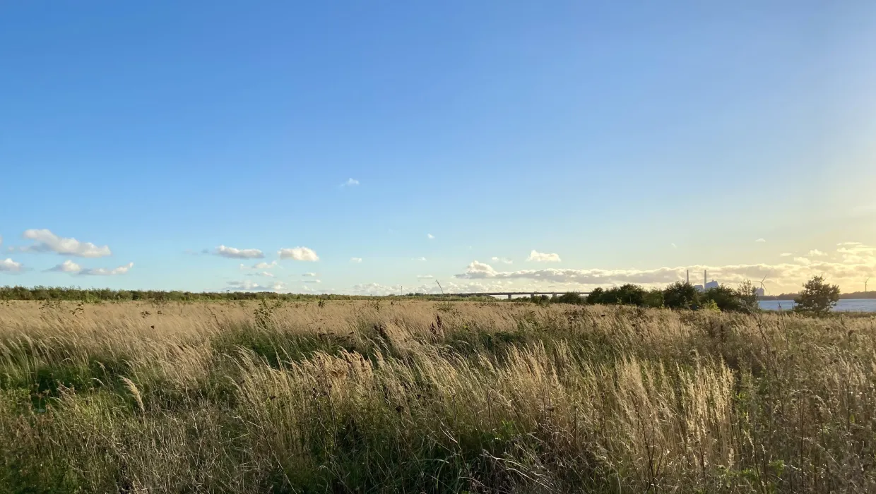 Sunlit green field by the water with a windmill in the background